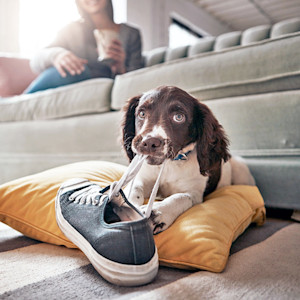 Dog chewing a shoe at home.