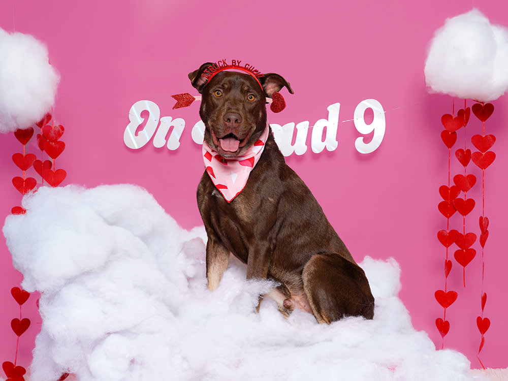 a brown dog on a fake cloud with a pink background
