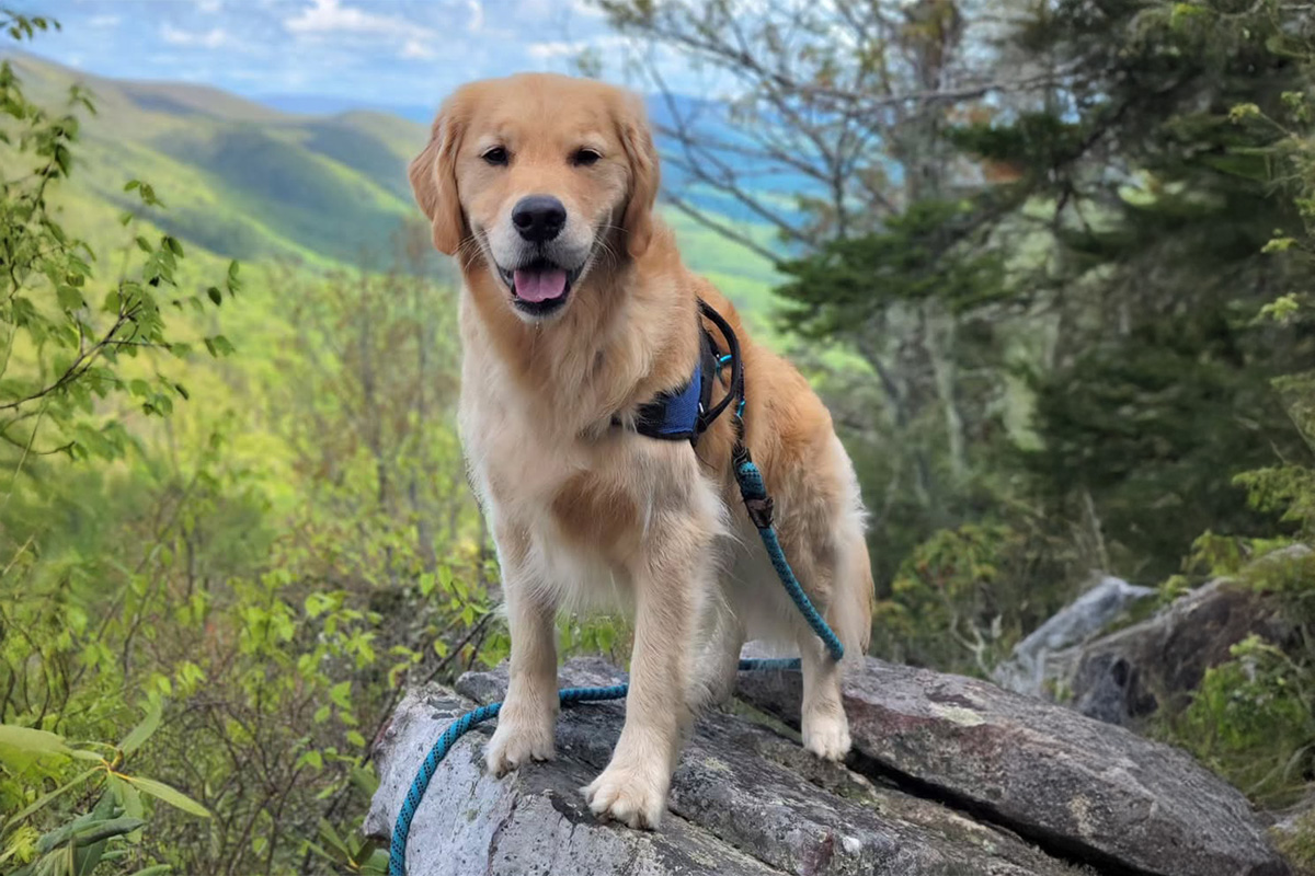 Dog at New River Gorge National Park