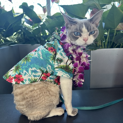 a cat wearing a hawaiian shirt and a lei sits on a table