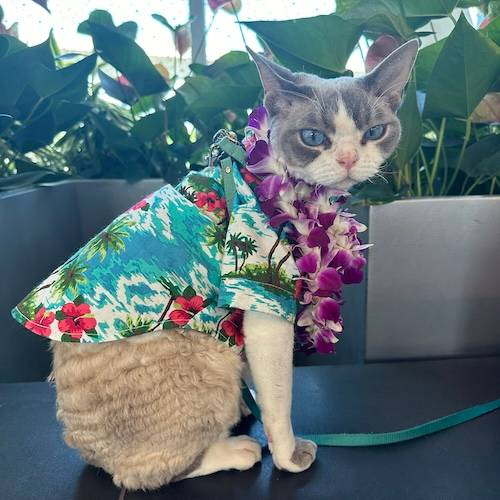 a cat wearing a hawaiian shirt and a lei sits on a table