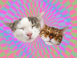 Extremely blissed out cats on a psychedelic background