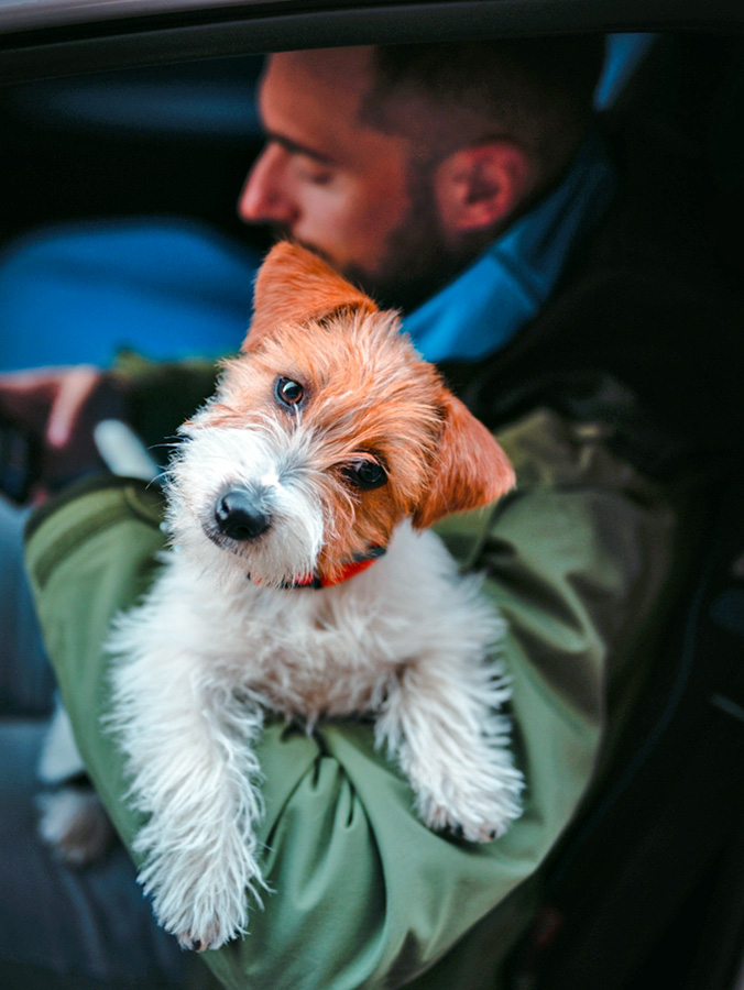 Cute dog cocking its head and looking confused.
