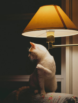White cat switching on lamp on couch