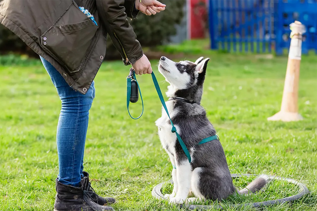 person telling dog to sit