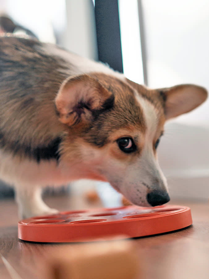 Cute Corgi dog playing with a puzzle at home.