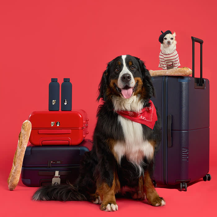 the suitcase next to big and small dogs