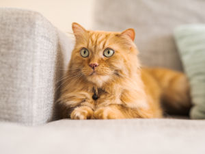Fluffy orange cat sitting on beige couch