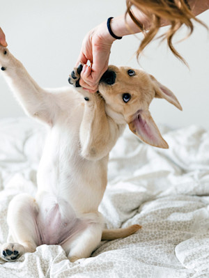 Woman playing with a puppy at home.