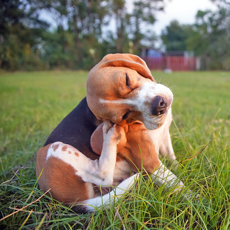 Cute Beagle dog scratching himself outside in the grass.