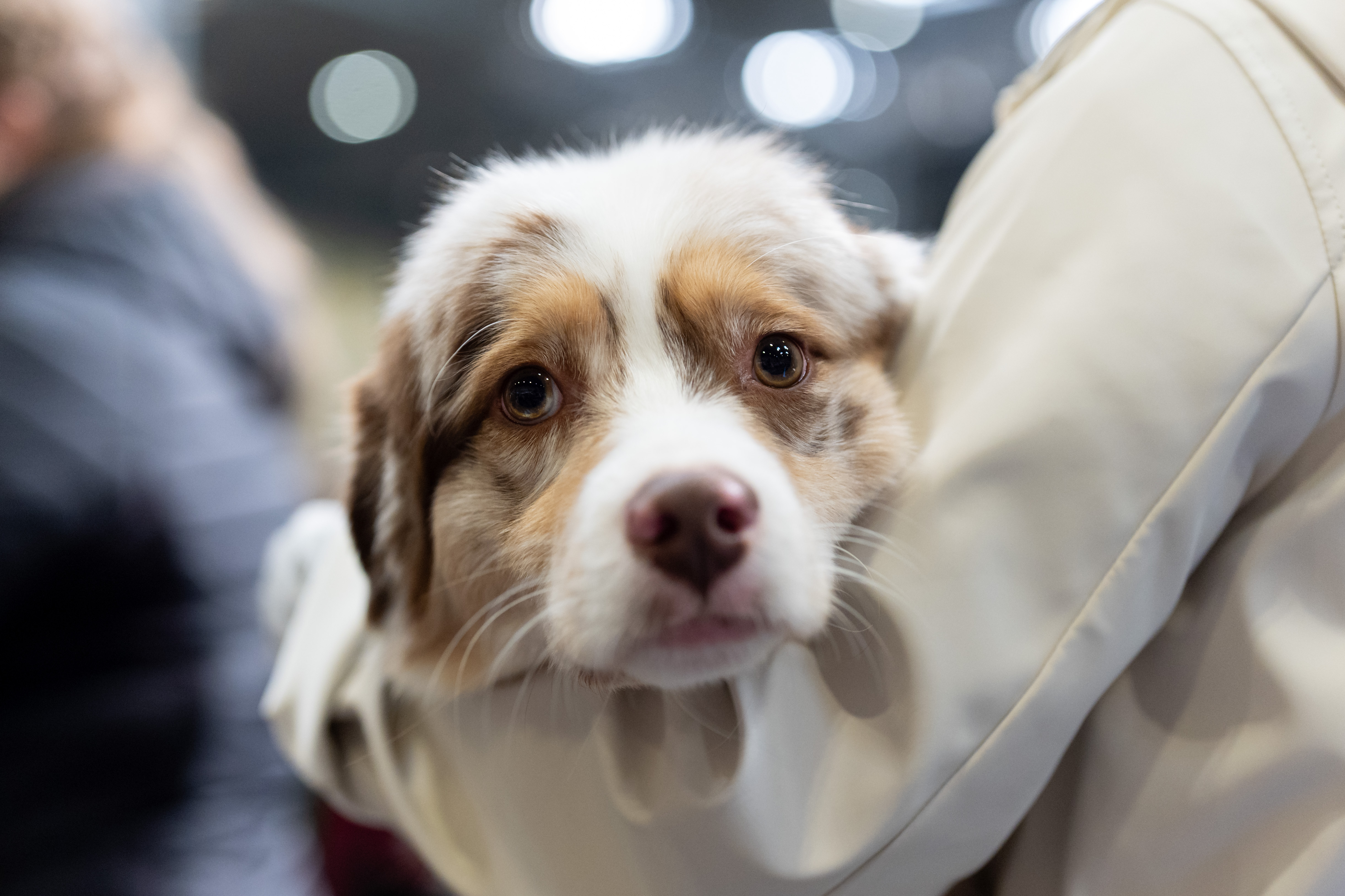 An australian shepherd dog being held in the arms of a human 