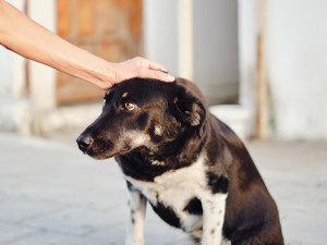 Dog that looks unhappy being patted on the head by someone's hand while sitting on pavement outside