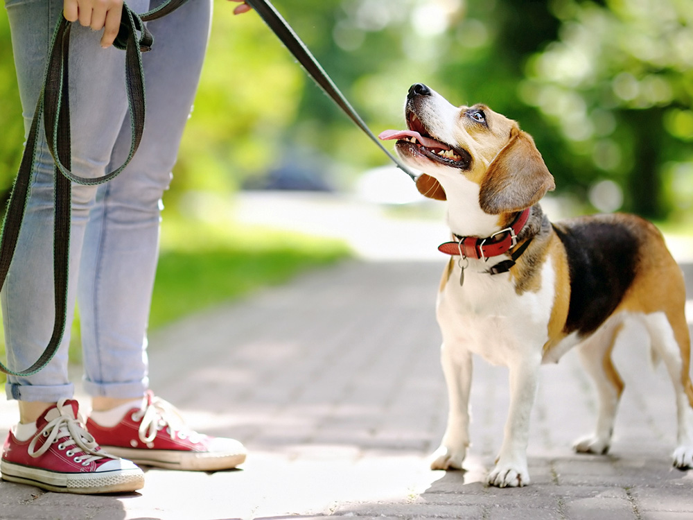 Je suis vétérinaire et je ne laisserais jamais mon chien marcher comme ça · Parenté