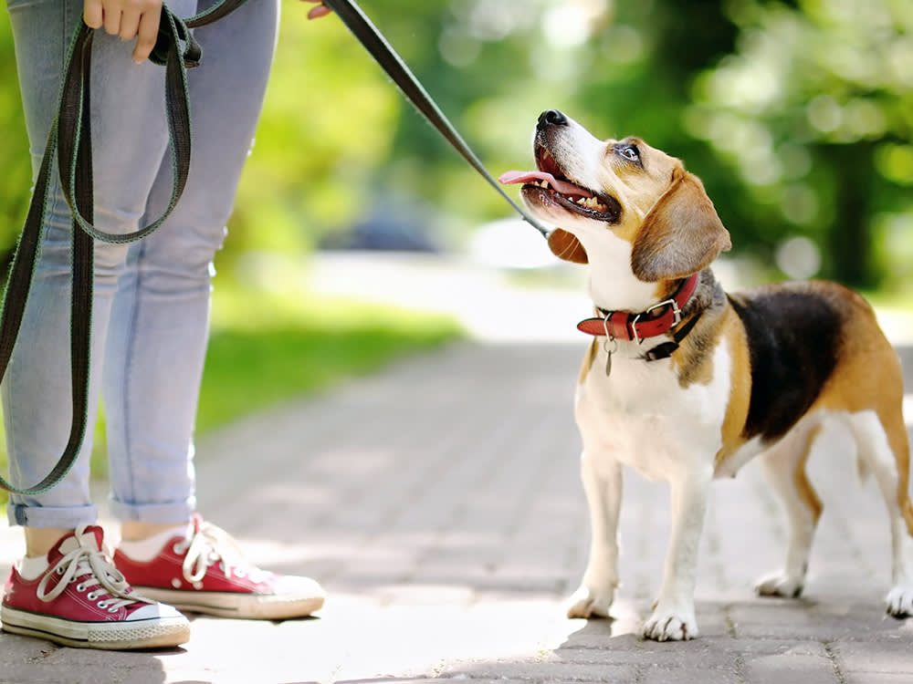 Person walking their dog on a leash outside.