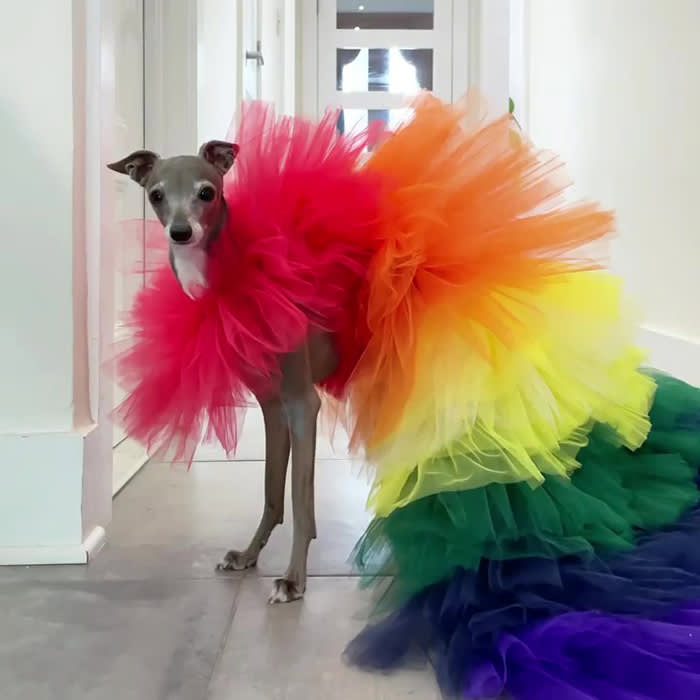 tika the iggy in a rainbow tulle outfit