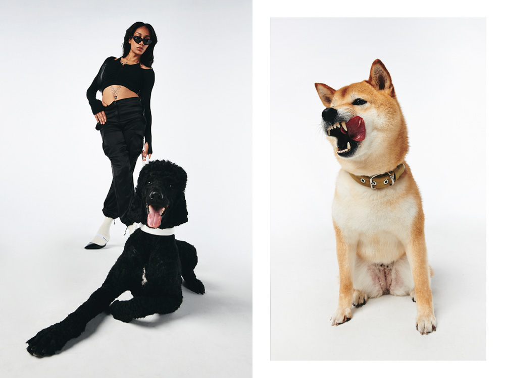 a dog in a white collar, a dog in a brown collar