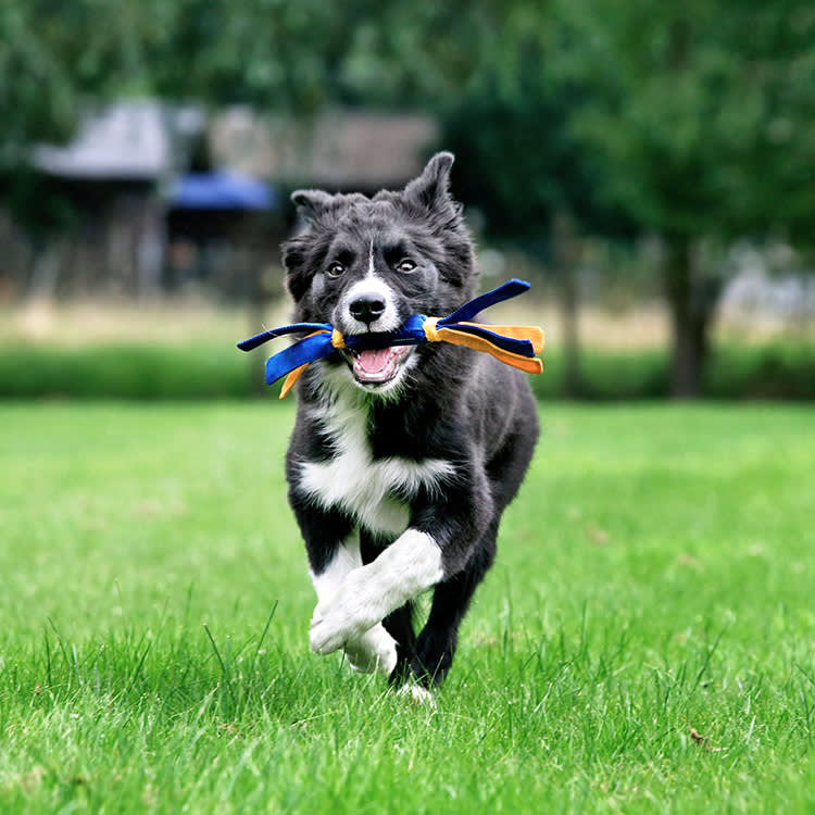 Cute dog playing outside with a toy.