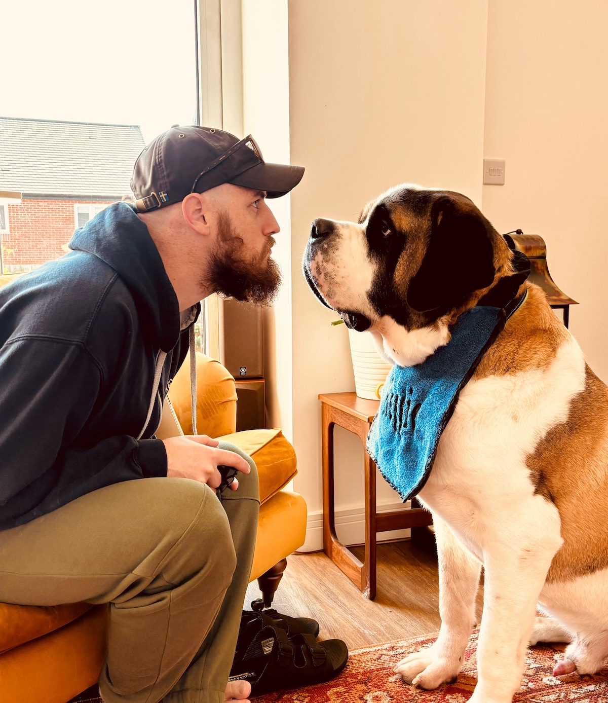 A picture of a man in a baseball hat looking into the eyes of a giant st bernard