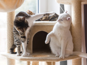 Gray striped cat and white cat playing on cat tree.
