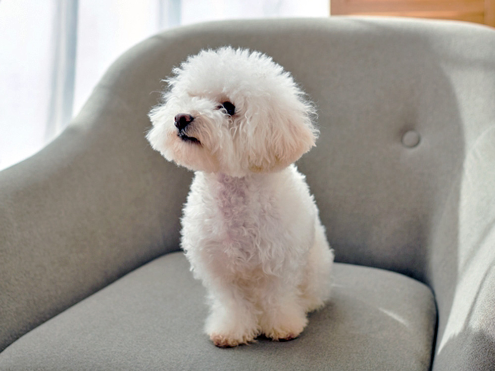 A small, white, fluffy dog perches on a gray chair.