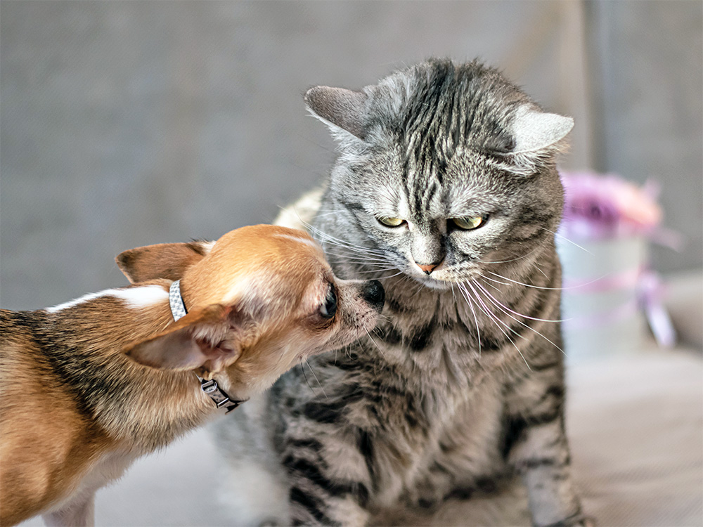 Cat annoyed at dog at home.