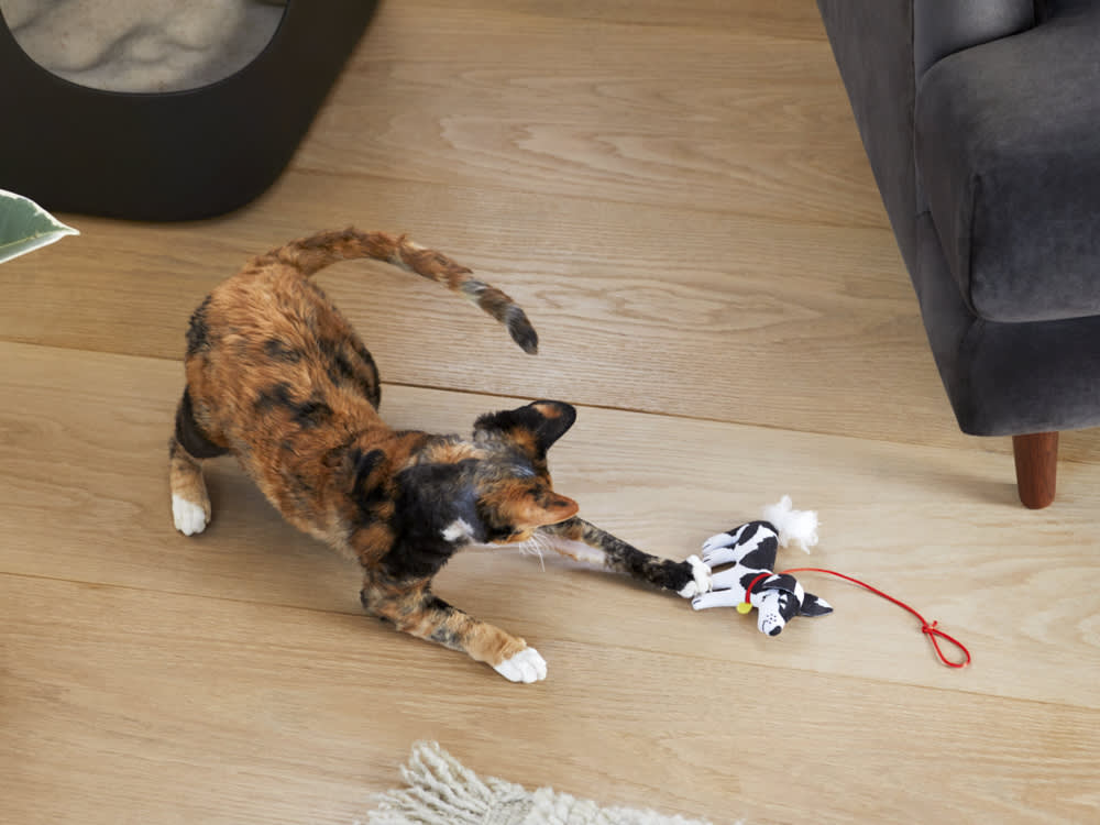 the jason wu dog cat toy