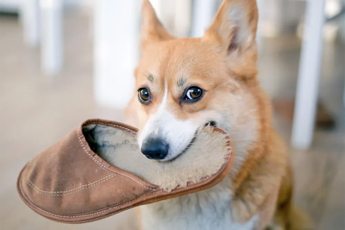 Dog with a shoe