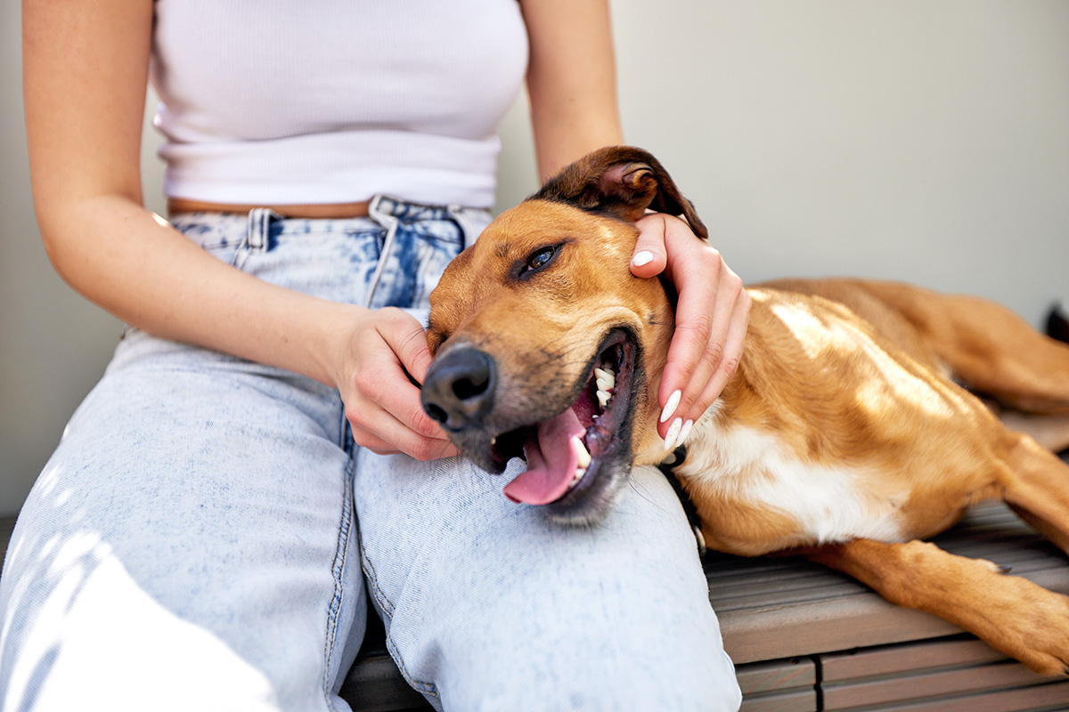 A dog lies their head on a woman’s lap.