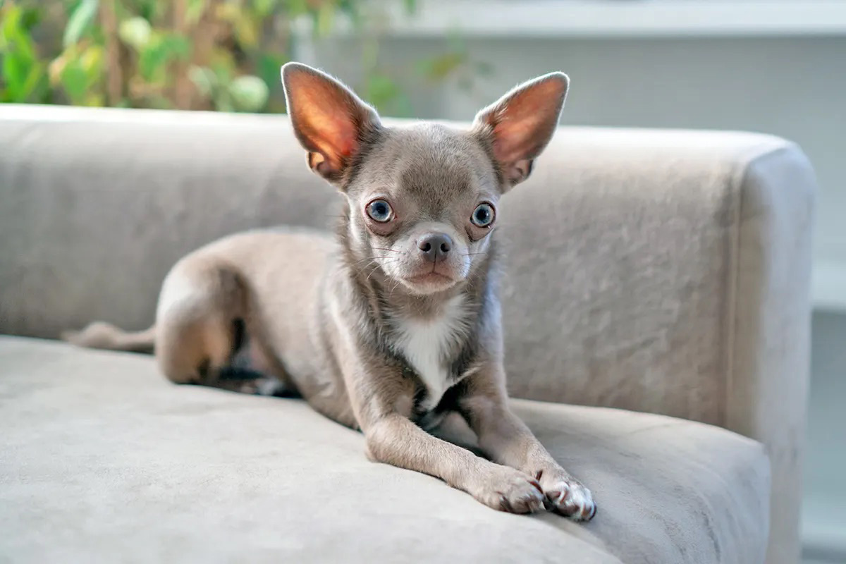 A small brown dog with big ears and wide-set eyes sits on a couch.