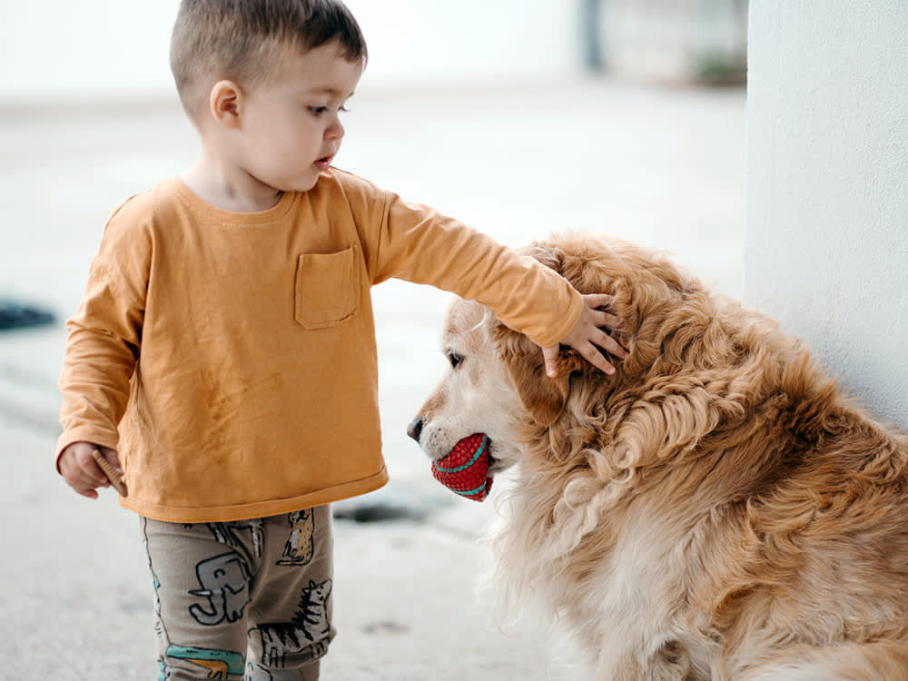 toddler boy bothering dog with ball in mouth