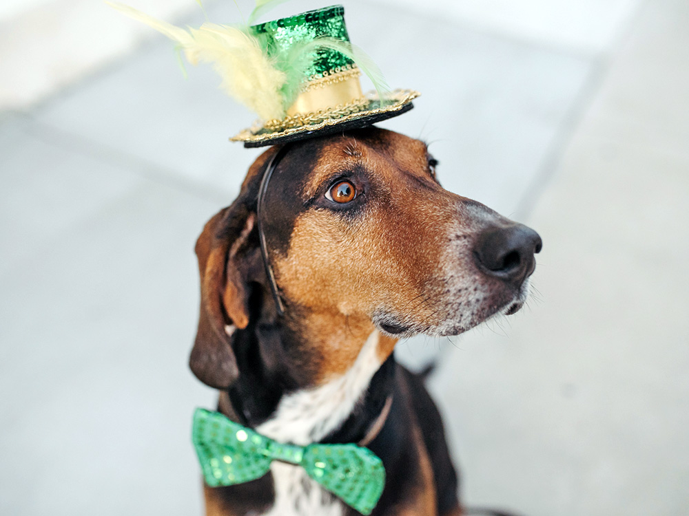 Cute dog dressed in St. Patrick's Day gear.