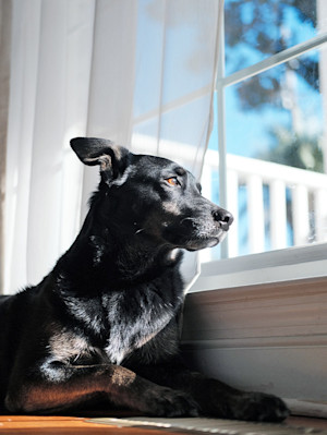 Sad black dog staring outside a window at home.