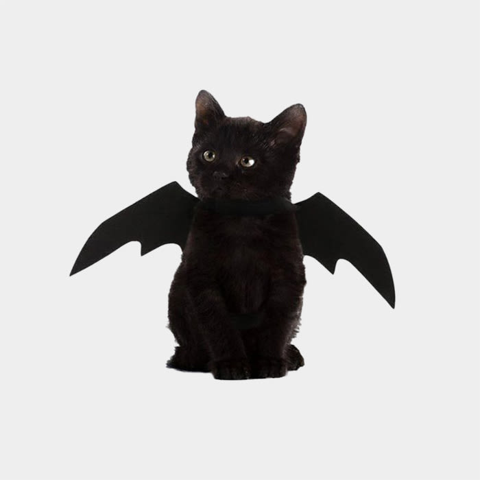 cat wearing bat wings