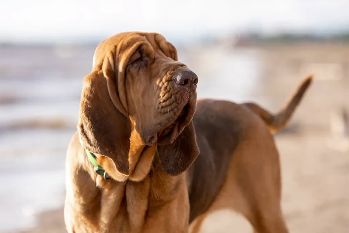 Dog with droopy jowls