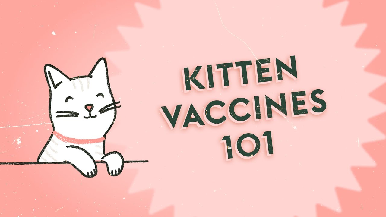 What's the Deal with Kitten Vaccines? · Vet Tips