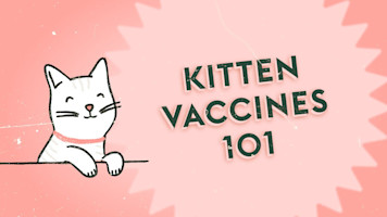 What's the Deal with Kitten Vaccines? · Vet Tips