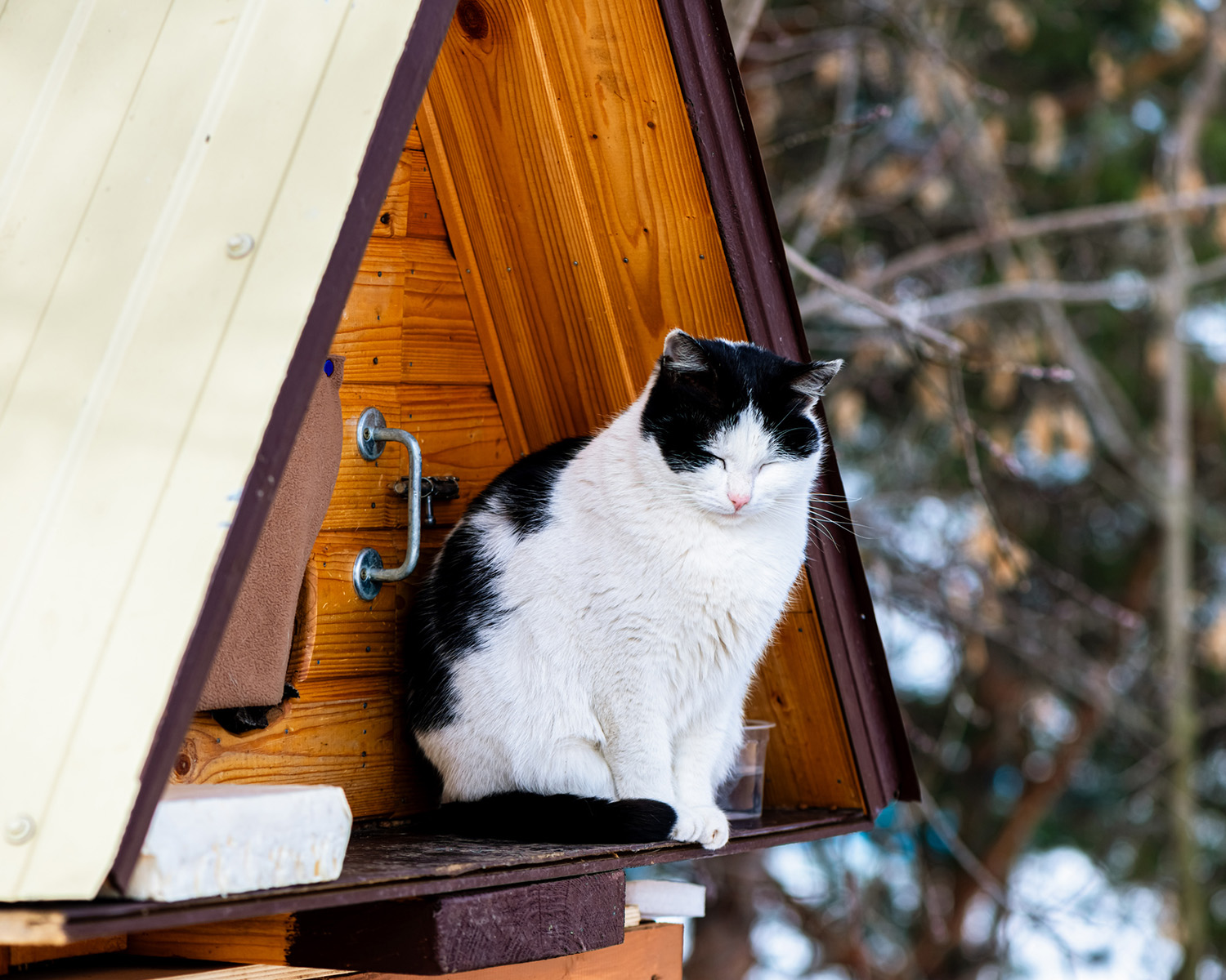 Cat in an outdoor house in winter