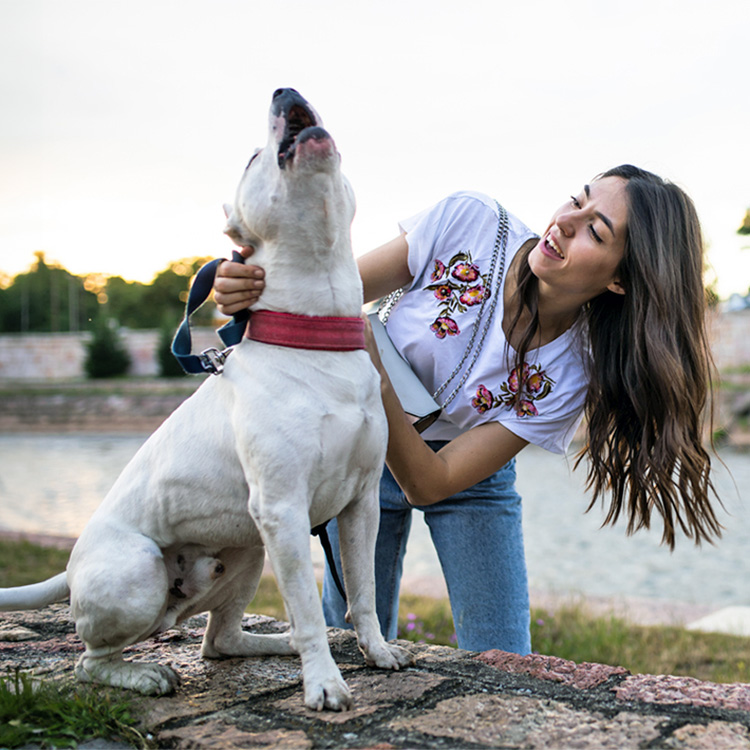 Do Poodles Howl? Decoding the Poodle'S Howling Behavior  