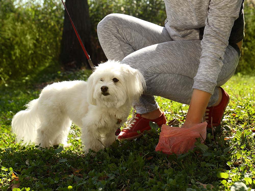 Pet parent picking up pet waste next to small white dog in the grass