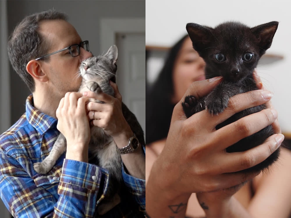 two cats are cradled gently 