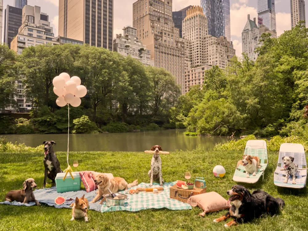 dogs having a picnic in Central Park