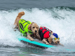 Two dogs in life vests surfing at World Dog Surfing Championships 2020.