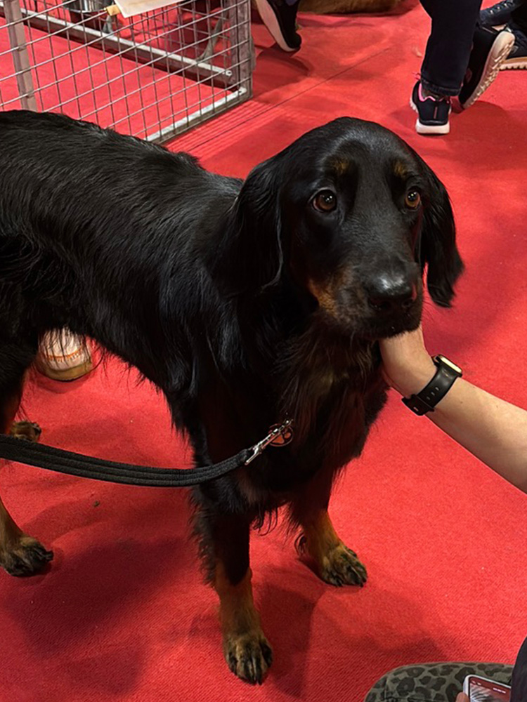 Hovawort dog at Crufts