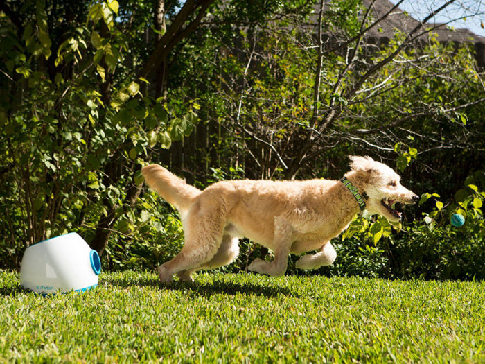 dog running chasing a ball