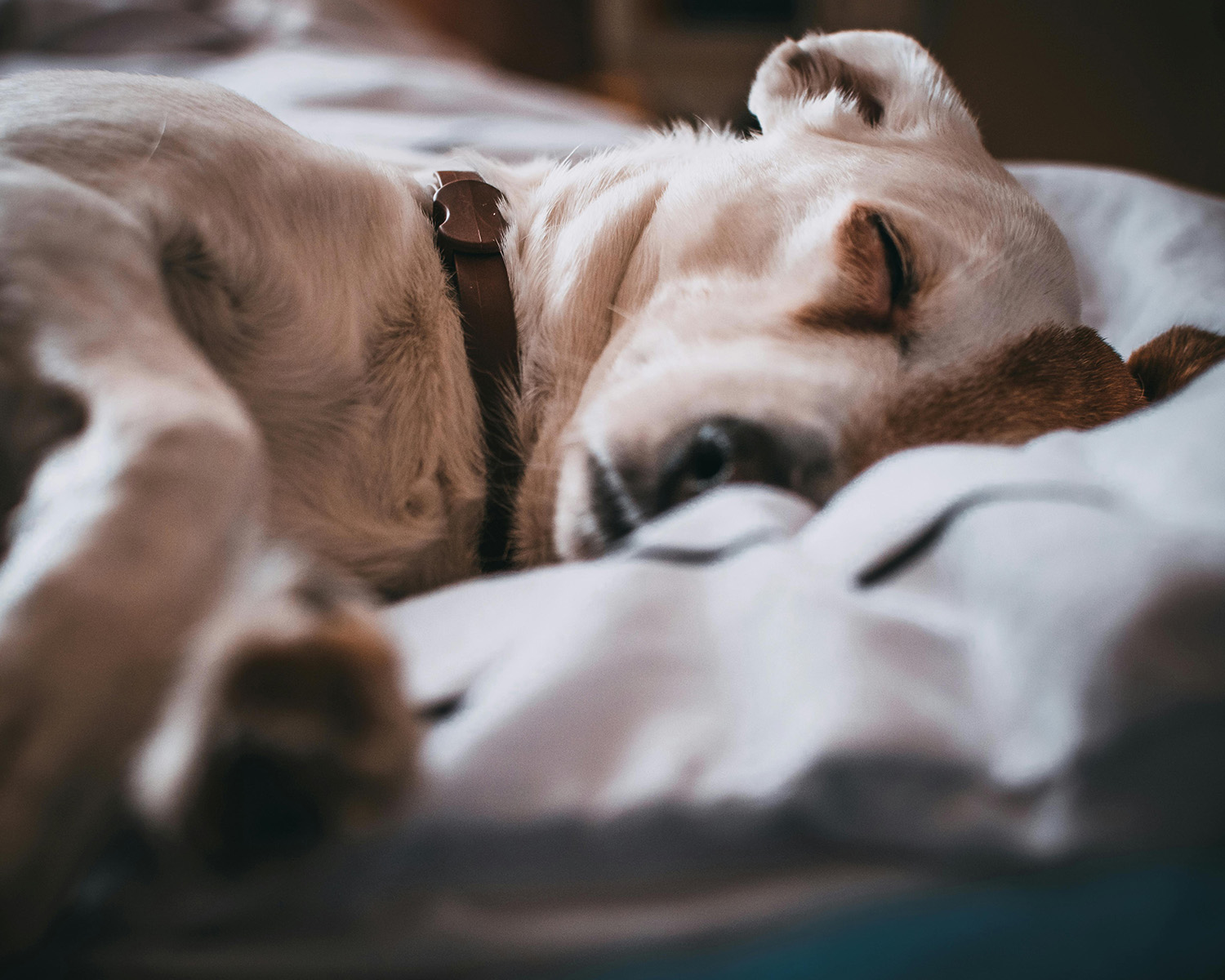 Close-Up Photo of Sleeping Dog