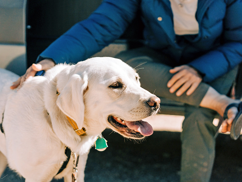 Man petting his golden retriever dog outside.
