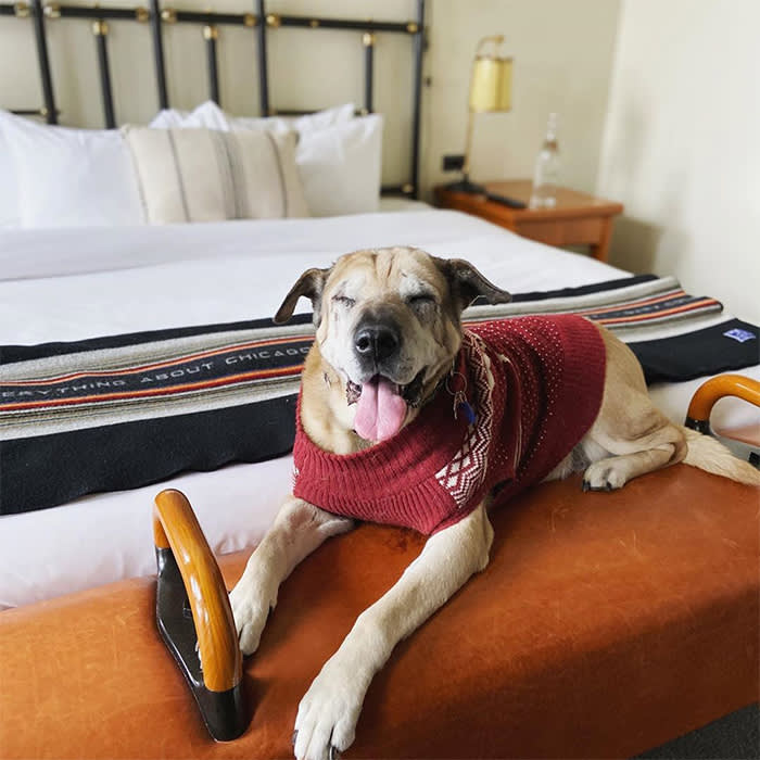 a dog on a bed in Chicago Athletic Association 
