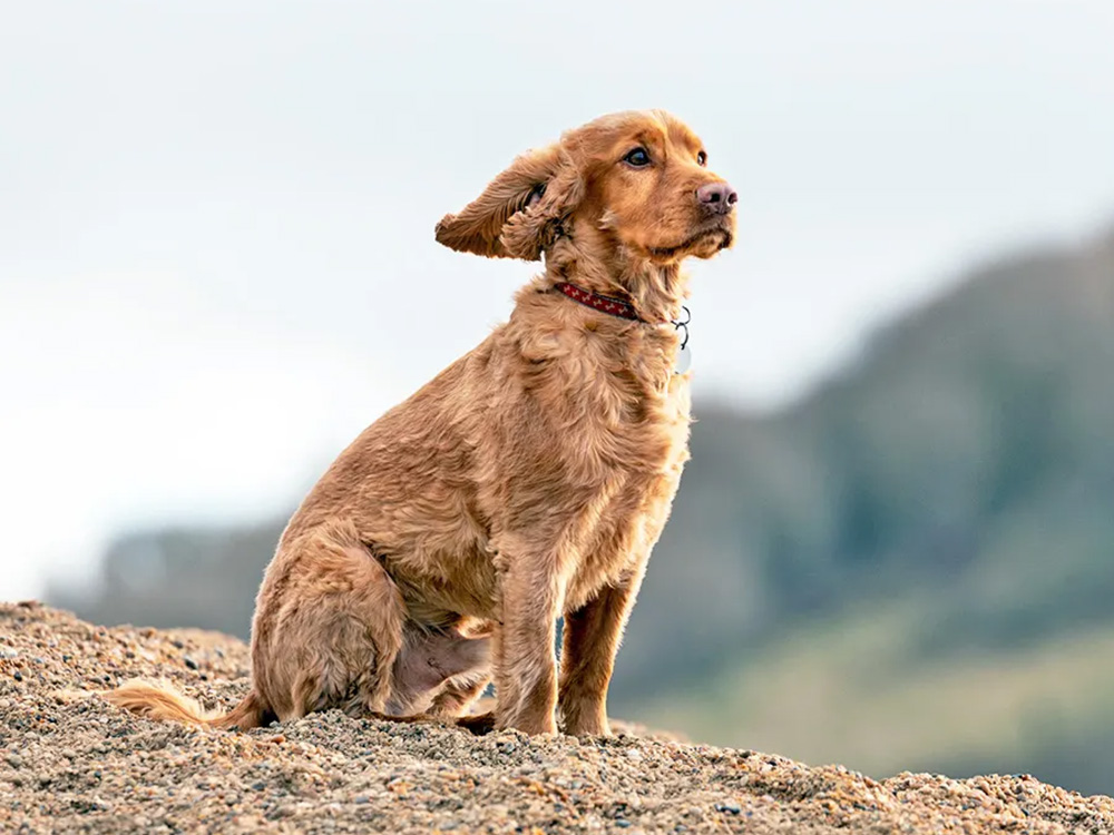 A medium-sized brown dog sits on a hill.
