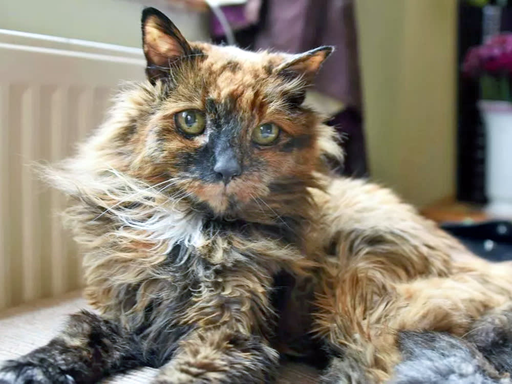 'World's oldest cat' dies in UK city at the ripe old age of 152 as heartbroken owner pays tribute.