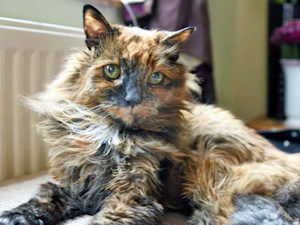 'World's oldest cat' dies in UK city at the ripe old age of 152 as heartbroken owner pays tribute.